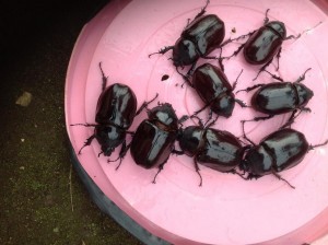 Beetlesonbucket-